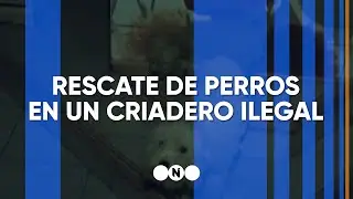 RESCATARON a 24 PERROS de un CRIADERO CLANDESTINO - Telefe Noticias