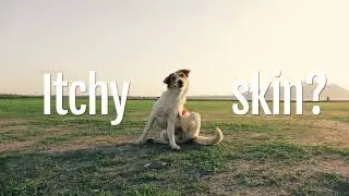 Untamed Skin+ for Dogs and Cats