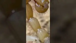 This is the Largest Scorpion in the US.  Hadrurus arizonensis (Giant Hairy Scorpion) #shorts
