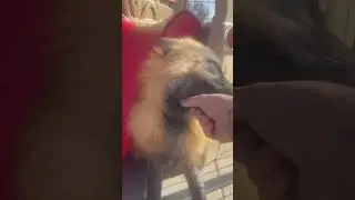 Milo fox goes *CHOMP* Milo the fox loves to play! He makes the cutest sounds! 🥺  #fox # #foxsounds