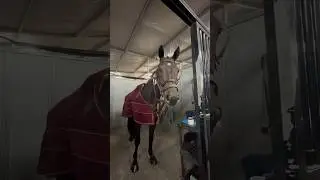 Mini horse show vlog!! #horse #equestrianjourney #horseenthusiast #equestrian #horsefan