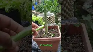 Papaya V grafting 3 steps easy #shots #gardening