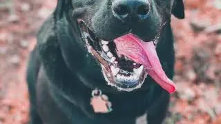 GIR -11 Month Old Lab - 2 Week Board and Train - Before/After