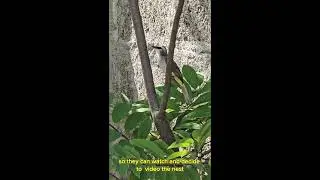 Backyard Wonders: Bird Nesting Chronicles Part 1 - Introduction Bird : #backyardwonders #birdnesting