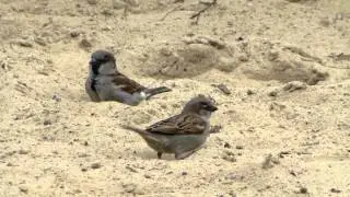 Panasonic TZ31 & Sparrows 'sand bathing'