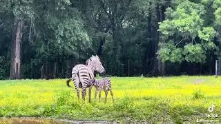 New baby Zebra.