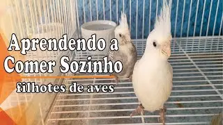 Como Ensinar o Filhote a Comer Sozinho - Serve para qualquer espécie de ave
