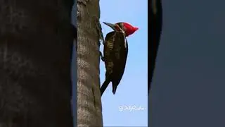 Pileated Woodpecker Pecking Wood #shorts