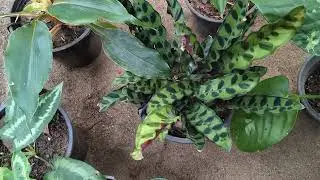 New plants sale video 