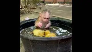 Adorable Baby Monkey In My Home 🐒❤️ | Cute & Emotional Moment
