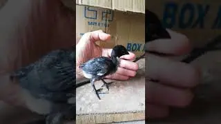 BlackKnight peruvian