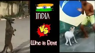 India Dog 🐕 Dance Vs Brazil Dog 🐕 Dance #viral #vs #dogs #dance