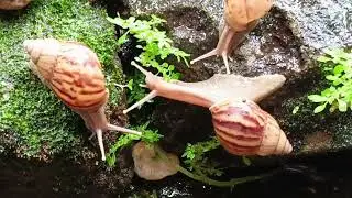 Discovering Unique Snail Colonies  #UniqueWildlife #NatureDiscovery #RareAnimals #Mollusks