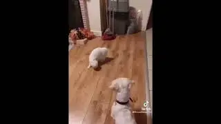 Dog and cat tango!
