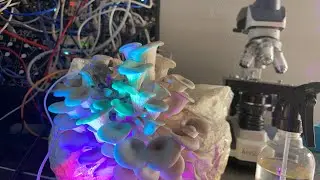 Blue Oyster Mushroom Talking Live