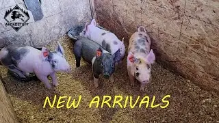 #181 Budget Barn Farm 