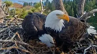 Jackie a Shadow chystají h ízdečko lásky.🌞🦅🦅❤️🥚 ( 19. ledna 2026)