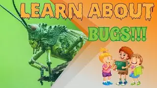 #FUN FACTS ABOUT BUGS! GET TO KNOW THE INSECTS IN YOUR BACKYARD AND GARDEN