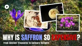 Exploring the Golden Spice: A Journey into the World of Saffron. @atmosyoutube