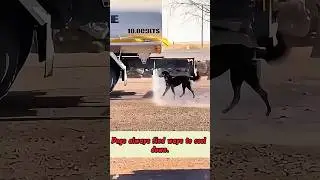 The dog&rsquo;s way of cooling off 😂🔥👀#dog #funny #funnypet #pets #usa #youtube #popular #love #haha