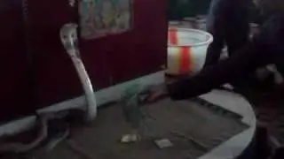 snake hiss