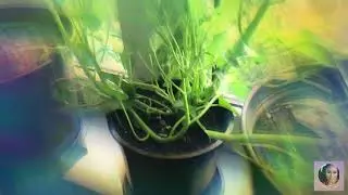Kangkong || Lemongrass ||  Tropical Plants in Germany || Pinay-German Life || #shorts