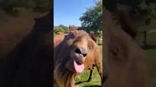 Cute baby teasingwow 😳😯😘🥰😲 #shorts#funny #comedy