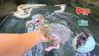 Thức Trắng Cả Đêm Đỡ Đẻ Cho Đà Điểu Con Và Thăm Lại Cá Trê Bạch Tặng Mắt Đỏ Rubi / Quế Nghịch