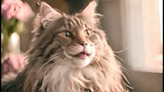 Cat with Photic Sneeze Reflex