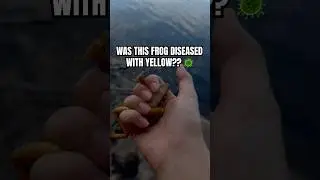 Why was he so yellow? #frog #frogshorts #frogcore #amphibians #catchandrelease