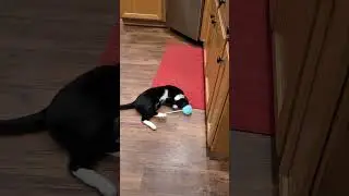 kitty cat swipes  pompom pen and has some fun.