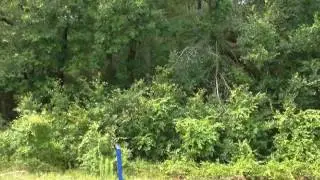 Homes for Sale - 0000 HWY 484 OCALA FL 34481 - Odell Freeman
