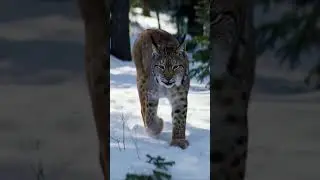 Caught in the wild: Lynx running at full speed.