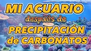 MI ACUARIO DESPUES DE PRECIPITACIÓN DE CARBONATOS