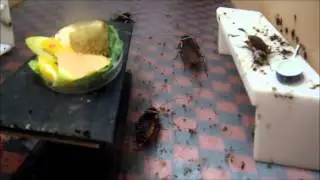 australian cockroaches