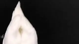 National bird of Denmark