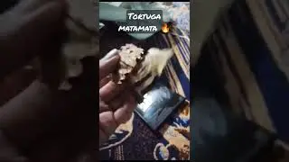 TORTUGA MATAMATA DE UN SUSCRIPTOR 🔥