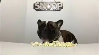 ASMR DOG EATING POPCORN🍿