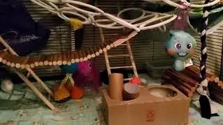 our 8 week old rats playing