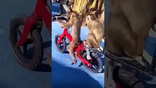 Monkey can drive bicycle 😎.. #monkey #driving #drive #bicycle #short #subscribe