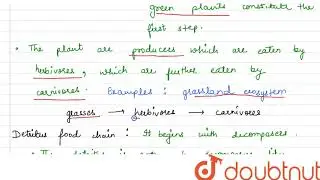 State the difference between the first trophic levels of detritus food chain and grazing food chain.