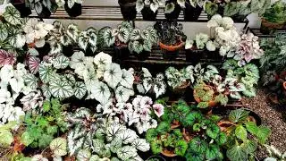 Begonia #shorts || begonia garden tour