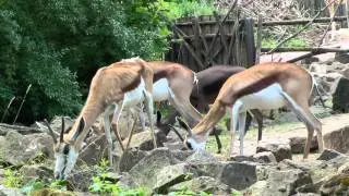 Springbock Schw&auml;rzling