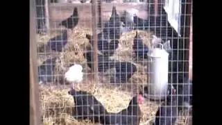 Chicken feeding time at Essex Chickens