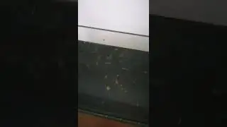 Jak rozmnożyć neona cz. 3