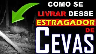 Ceva de Paca Livre de Gambás e Outros Animais | Técnica Simples Pra só a Paca Comer na Sua Ceva