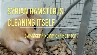 Syrian hamster is cleaning itself / Сирийский хомяк чистится