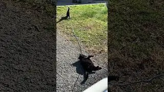 Terrace Hill cats have other plans for drop trap rope