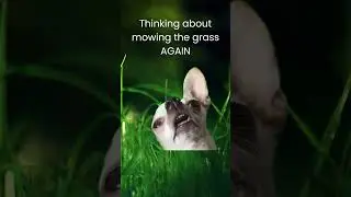 Ditch your grass for cash!