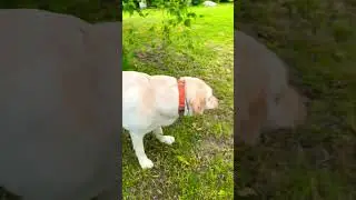 summer activities to do with your 🐕 #dog #labrador #music #pets #cute #nature #shorts